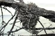 Roccella phycopsis Ach.