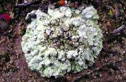 Squamarina cartilaginea (With.) P. James