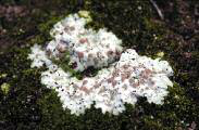 Squamarina lentigera (Weber) Poelt