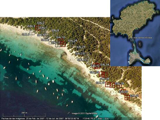 Figura 1: Localització de ses Salines, a Eivissa, i dels punts de mostreig.