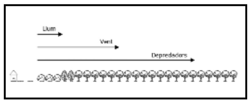 Figura 1. Influència de l'efecte vora en un hàbitat forestal. Basat en Labaree (2000).