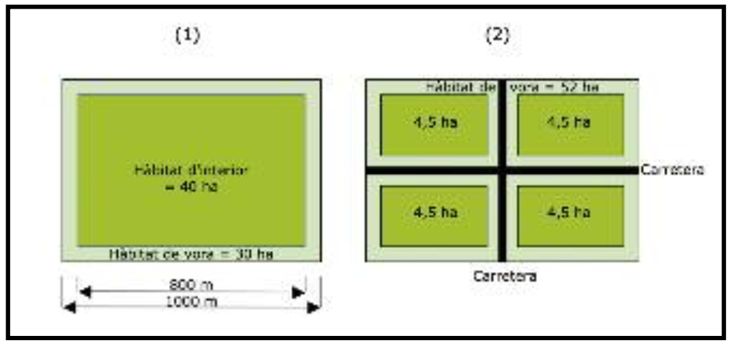 Figura 2. Efectes de la fragmentació i àmbit de l'efecte vora. Basat en Primack i Ros (2002).