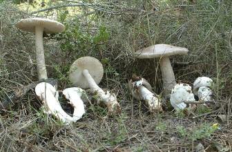 En la fotografia, alguns exemplars d'Amanita vaginata, a l'inici de la temporada 2007-2008 (Fotografia: Jaume Espinosa).