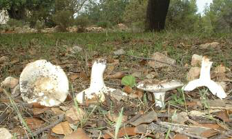 A dalt, exemplars de Russula grisea, bon comestible, que sol ser un bolet molt primerenc.