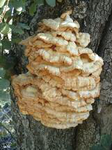 A la dreta, una gírgola de garrover, Laetiporus sulphureus, que antigament es menjava (Fotografies: Jaume Espinosa).