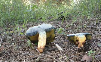 Dos exemplars de Xerocomus chrysenteron. A vegades blaveja, però no sempre (Fotografia: Jaume Espinosa).