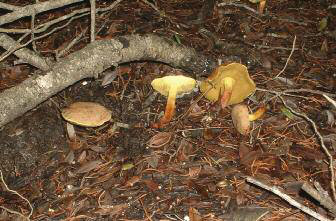 Exemplars de Xerocomus rubellus. Es va presentar molt ufanós en la temporada de 2007-2008 (Fotografia: Jaume Espinosa).