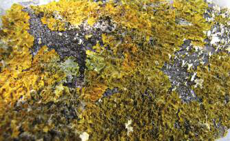 Xanthoria parietina és el liquen foliaci més abundant a llocs d'influència antròpica (Fotografia: Jaume Espinosa).