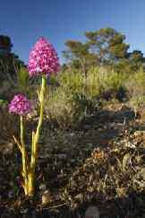 Durant el mes de maig es fàcil observar la vistosa orquídia Anacamptis pyramidalis, comuna arreu d'Eivissa i Formentera (foto: Jordi Serapio).