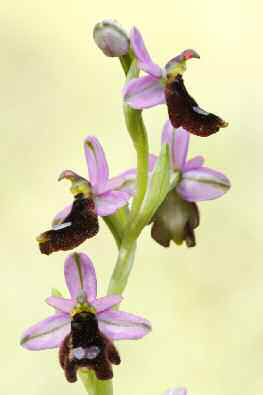 L'orquídia Ophrys balearica és endèmica de les Balears (foto: Jordi Serapio).