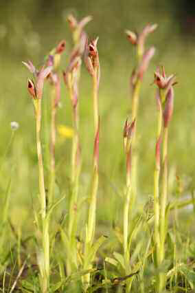 Petit grup de Serapias parviflora (foto: Jordi Serapio).