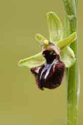 L'orquídia Ophrys sphegodes, una espècie molt rara a les Pitiüses (foto: Jordi Serapio).