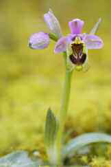 Detall de l'orquídia Ophrys tenthredinifera (foto: Jordi Serapio).