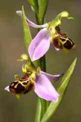 La bella orquídia Ophrys apifera, és comuna a les voreres dels torrents d'Eivissa. A Formentera ha estat trobada per primera vegada molt recentment (foto: Jordi Serapio).
