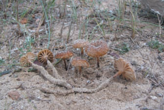 Xerula mediterranea, a Formentera.