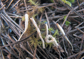 Clavaria acuta vora el pou d'en Gatzara.