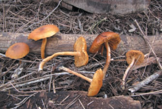 Exemplars de Gymnopilus penetrans sobre fusta en descomposició als boscos cremats de Morna.