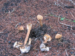 Battarrea phalloides a les dunes des Codolar.