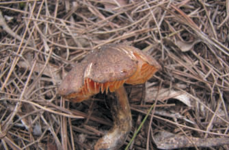 Exemplars d'Hygrocybe conicoides as Codolar.