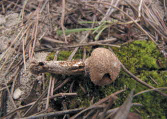 Exemplars de l'espècie Schizostoma laceratum as Codolar.