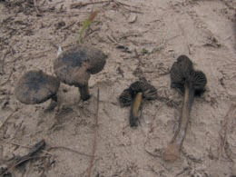 Exemplars d'Hygrocybe pseudoolivaceonigra a les dunes des Codolar.