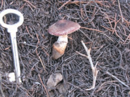 Un exemplar de Leucoagaricus cupresseus també as Codolar.