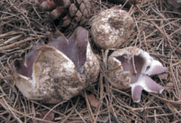 Exemplars de Sarcosphaera coronaria, un bolet de primavera que pot ser molt tóxic.