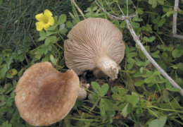 Dues gírgoles de canyaferla, espècie molt apreciada per la seua comestibilitat.