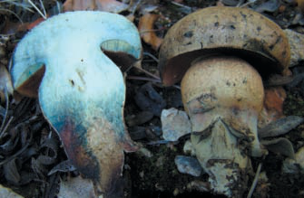 Diverses fotografies de bolets: Boletus luridus, Geoglossum umbratile, Lactarius pseudoscrobiculatus