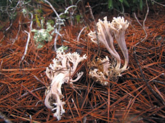 Fotografies de Clavulina cinerea i Lyophyllum loricatum