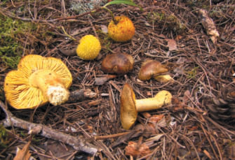Fotografies de Tricholoma equestre i Peckiella lateritia