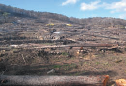 Zona cremada a Benirràs i exemplars de Morchella elata