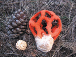Fotografies de Clathrus ruber i mostra de bolets al Centre d'Interpretació des Amunts