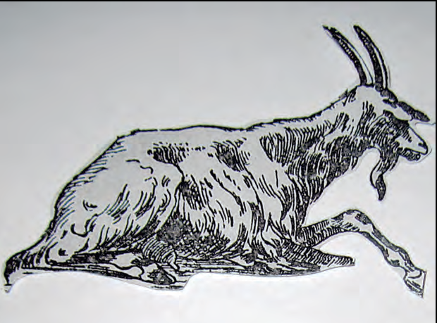 Il·lustració d'una cabra