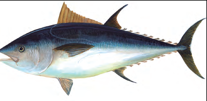 Figura 1. Tonyina roja (Thunnus thynnus, Linnaeus 1758). Cada any, per la primavera grans moles d'aquest peix migren des de l'Atlàntic nord i entren a l'interior de la Mediterrània a fresar. A la tardor fan la migració de retorn.