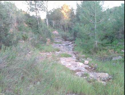 De dalt a baix, per aquest ordre: Figura 13: Vegetació al llit del torrent des Regueró. Figura 14: Llit del torrent de Buscastell tapat de vegetació. Figura 15: Llit del torrent de Buscastell tapat de vegetació seca. Figura 16: Llit del torrent de Buscastell cobert de vegetació.