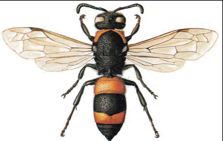 A dalt, Ancistrocerus ebusitanus, abella endèmica de Mallorca, Eivissa i Cabrera. Extret de Veröffentlichungen aus dem Übersee-Museum Bremen, 1978.