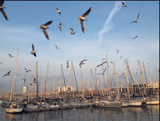 Imatge de gavines volant sobre un port amb vaixells amarrats