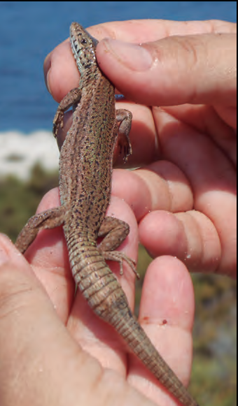 Sargantana des Penjats amb la coloració dorsal terrosa més característica de Podarcis pityusensis.