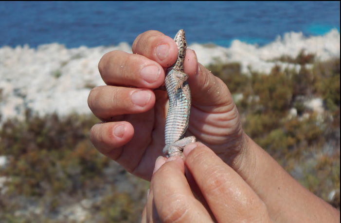 Coloració blanquinosa del ventre d'una femella des Penjats.