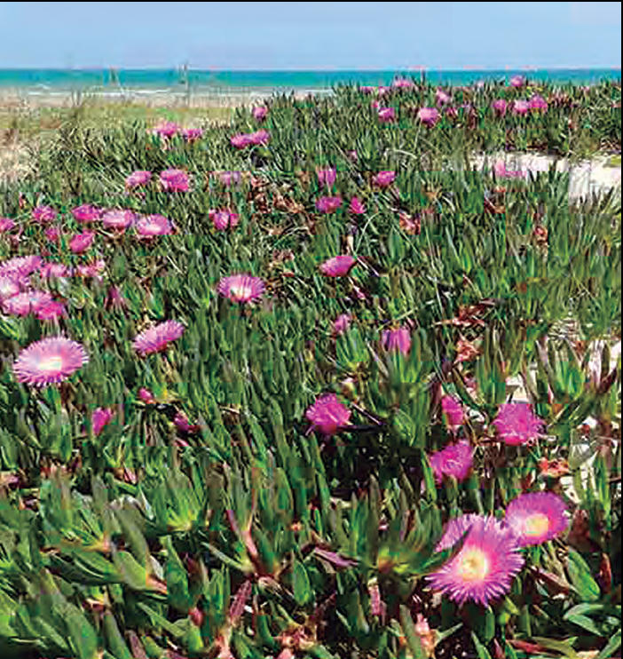 Exemplars de Carpobrotus, una especie invasora que tenim encara en molts de jardins públics de l'illa.