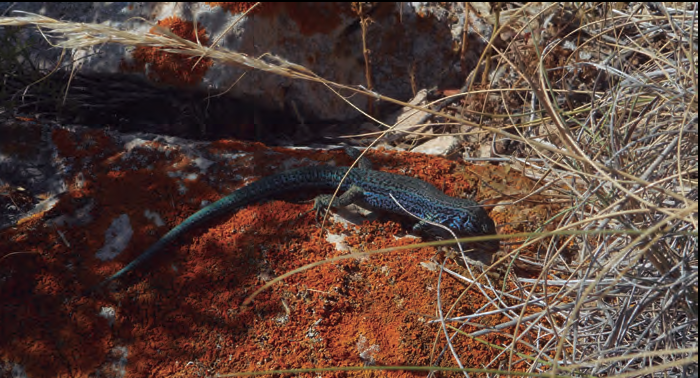 Sargantana de les Pitiüses, en concret de l'illa de s'Espartar, Podarcis pityusensis kameriana.