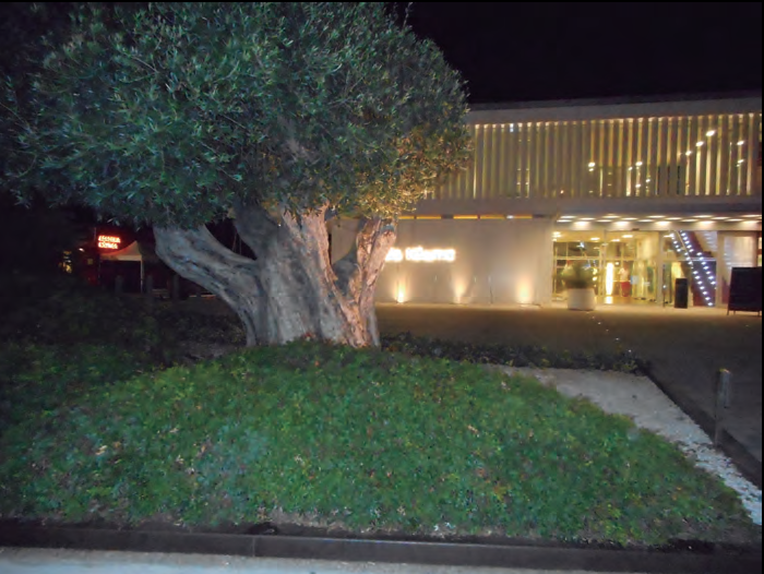 La moda d'importar grans oliveres velles per a decoració de jardins ha estat la gran porta d'entrada a tot tipus de serps.