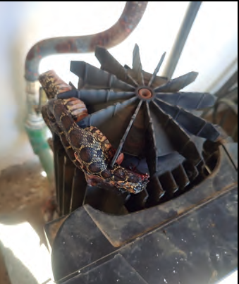 Serpent encallada en un motor d'aigua. La seva afició a entrar dins conductes, regs, espais de ventilació de maquinària, etc., provoca destrosses insospitades (foto de Joan Ferrer Escandell).
