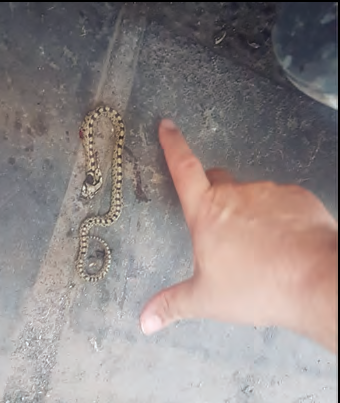 Cria de serp blanca o colobra d'escala Rhinechis scalaris. Rep el seu nom pel disseny en escala de corda que presenten les seves cries. Els adults tenen color clar uniforme amb dues ratlles longitudinals.