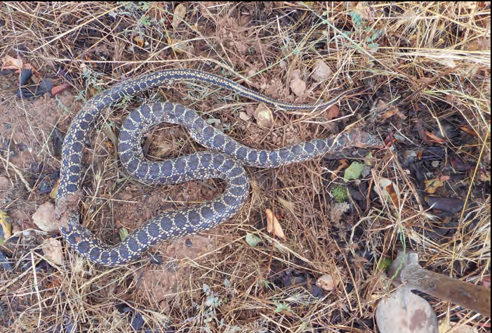 La colobra de ferradura Hemorrhois hippocrepis, actualment és la serpent més abundant a Eivissa.
