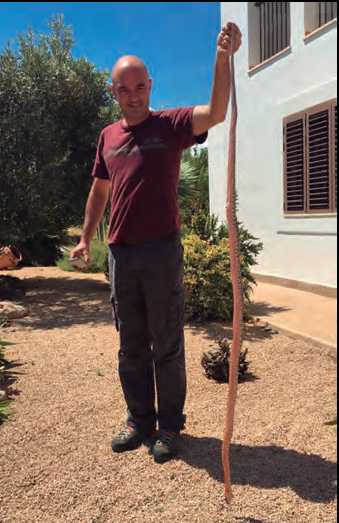 La manca de depredadors sobre les serpents a Eivissa i Formentera afavoreix que s'assoleixin talles extraordinàriament grans, rècord mundial de la seva espècie.