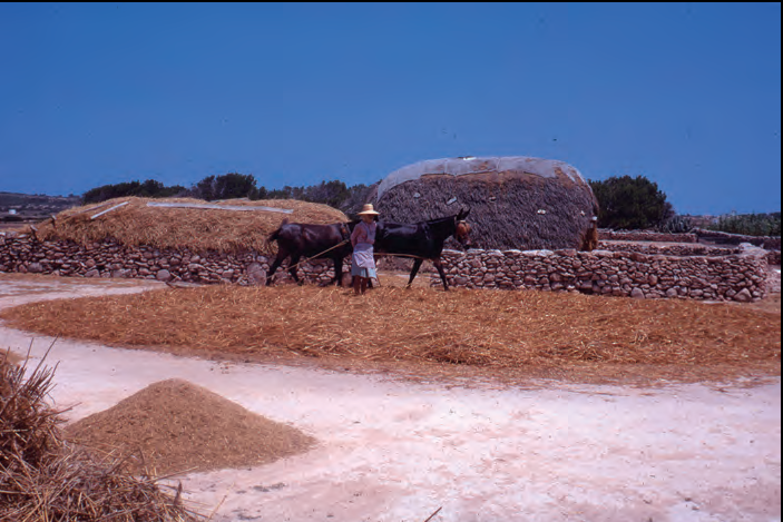 Batent a l'era, a Formentera. Fotografia de Rafel Bataller i Giralt. Fons Rafael Bataller. Arxiu Municipal de Blanes (AMBL).