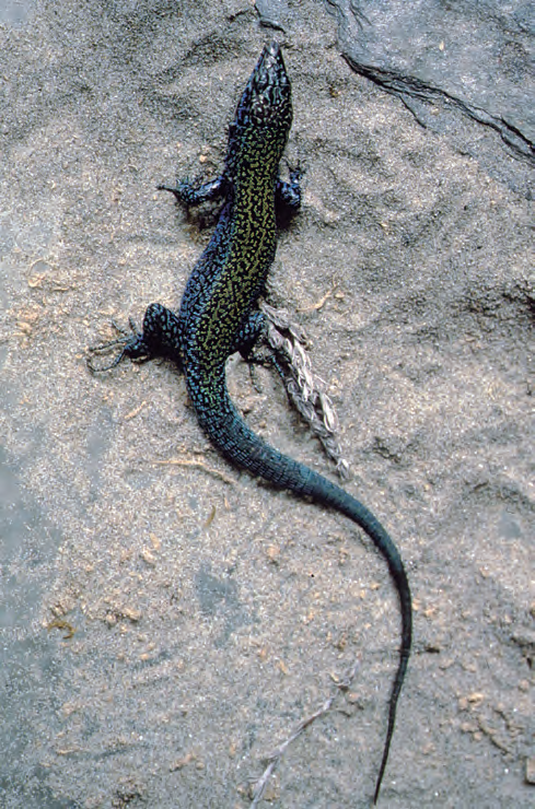Sargantana des Vedrà (autora Genevieve Guillaume).