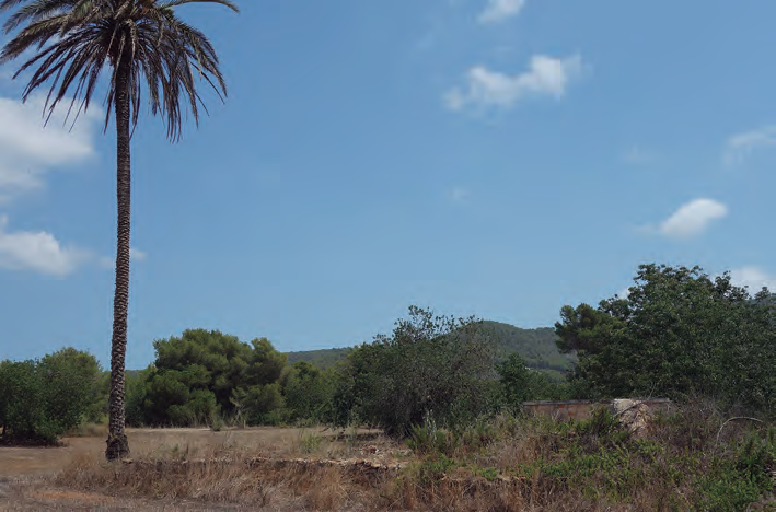 Mapa 2 i fotografia de la sénia d'en Xomeu d'en Sord, amb la palmera